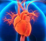 Human heart facts you should know and must read
