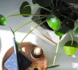 Chinese Money Plant leaf structure follows amazing mathematical pattern