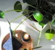 Chinese Money Plant leaf structure follows amazing mathematical pattern