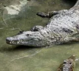 Why do crocodiles swallow stones along with food the reason will surprise you