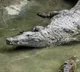 Why do crocodiles swallow stones along with food the reason will surprise you