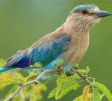 Telangana Forest Department warns of strict action for caging Indian Roller birds during Dasara