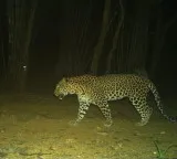 Camera traps deployed to identify animal behind goat deaths in TN's Coimbatore