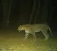 Camera traps deployed to identify animal behind goat deaths in TN's Coimbatore