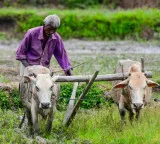 Good news for farmers Central Government increases Rabi crops MSP