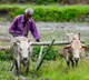 Good news for farmers Central Government increases Rabi crops MSP