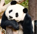 Animals that pause pregnancy a fascinating wonder of nature