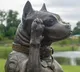 Sergeant Stubby the war dog who made history in World War I