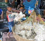Chicken lovers shocked as prices may reach 500 rupees per kg