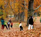 Kashmir golden beauty of autumn Chinar leaves changing colors