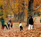 Kashmir golden beauty of autumn Chinar leaves changing colors