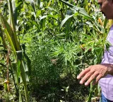 Ganja worth over Rs 2.37 crore found cultivated among cotton crops in Gujarat; four held