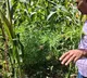 Ganja worth over Rs 2.37 crore found cultivated among cotton crops in Gujarat; four held