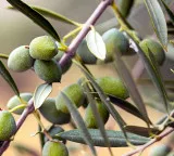 Rajasthan creating wonders in olive cultivation in India with Israeli technology