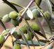Rajasthan creating wonders in olive cultivation in India with Israeli technology