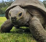 Jonathan Conquered Old Age Secret of Longevity in 194 Year Old Tortoise