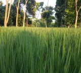 Telangana Government plans to export fine rice to global markets