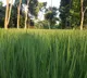 Telangana Government plans to export fine rice to global markets