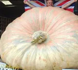 Pumpkin heavier than a rhinoceros sets new world record with 1295 kg