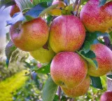Unseasonal rain, cold hit Himachal apple production