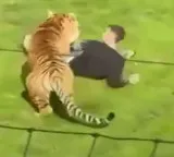 Yorkshire Wildlife Park tragedy man dies after entering tiger enclosure