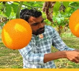 Do you know about this fruit worth 800 per kg AP farmer fortunes changed with cultivation