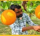 Do you know about this fruit worth 800 per kg AP farmer fortunes changed with cultivation