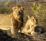 Asiatic Lions return to Barda after 144 years in historical Gujarat event