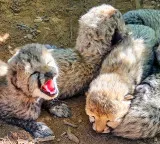 Cheetah Asha's eight-month-old cub found dead at Kuno