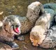 Cheetah Asha's eight-month-old cub found dead at Kuno