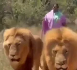 Seethakka Lion Safari video from South Africa goes viral