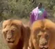 Seethakka Lion Safari video from South Africa goes viral