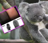 Koala and humans share this unique physical trait