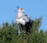 Secretary Bird The Lord Of Death For Snakes Whose Kick Shatters Their Heads