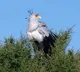 Secretary Bird The Lord Of Death For Snakes Whose Kick Shatters Their Heads