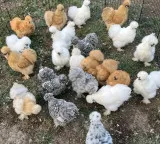 Rajeshwari started with five chickens and now earns 191 lakh profit monthly