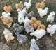 Rajeshwari started with five chickens and now earns 191 lakh profit monthly