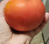 Good news for vegetarians meat tasting tomatoes are coming