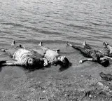 Sri Sathya Sai district tragedy Five women drown in Gollapalli reservoir Lokesh expresses grief