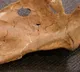 Neanderthal Murder Mystery Research Reveals 75000 Year Old Spear Attack