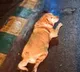 Bengaluru Fat Dog Contest Voters to decide the winner