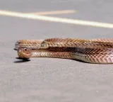Snakes entering airport for coolness strange situation in Australia