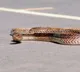 Snakes entering airport for coolness strange situation in Australia