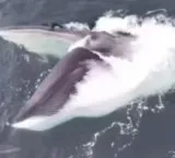 Rare sight off Wales coast Giant Fin whale caught on camera