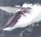 Rare sight off Wales coast Giant Fin whale caught on camera