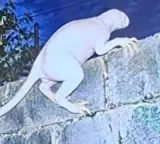 Jaime Maussan claims Demogorgon like creature hunting chickens near Mexico border