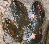 Dinosaur footprints from 120 million years ago discovered after Facebook post