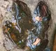 Dinosaur footprints from 120 million years ago discovered after Facebook post