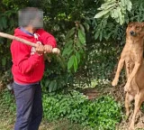 Three men detained for hanging stray dog from tree, beating it to death in Bengaluru