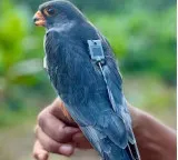 Amur Falcons return to Manipur after traveling across 23 countries
